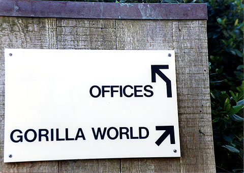 gorilla-world.jpg